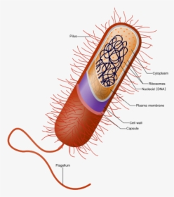 Prokaryote Cell - Example Of Cell, HD Png Download, Transparent PNG