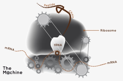 Rna Makes Proteins - Ribosomal Rna 3d Structure, HD Png Download, Transparent PNG
