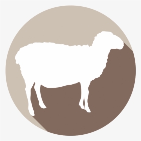 Argali, HD Png Download, Transparent PNG