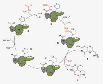 Glycine Cleavage , Png Download - Glycine Cleavage Enzyme System, Transparent Png, Transparent PNG