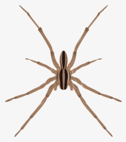 Large Spiders Of Minnesota, HD Png Download, Transparent PNG