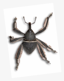 File - Arachnobas - Weevil, HD Png Download, Transparent PNG