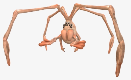 Titan Dweevil - Pikmin - Araneus Cavaticus, HD Png Download, Transparent PNG
