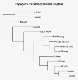 Maximum Parsimony Tree Of Primates, HD Png Download, Transparent PNG