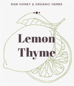 Lemon-thyme - Illustration, HD Png Download, Transparent PNG