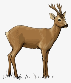 Deer Free To Use Clip Art - Roe Deer Clipart, HD Png Download, Transparent PNG