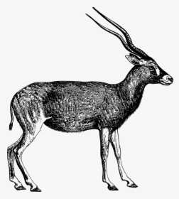 Antelope,musk Deer,gazelle - Black And White Picture Of Antelope, HD Png Download, Transparent PNG