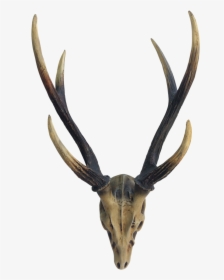 Elk Deer Horn Antler Image - Reindeer, HD Png Download, Transparent PNG