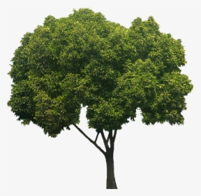 Peepal Tree White Background, HD Png Download, Transparent PNG