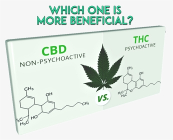 Cbd Vs Thc 1 Cutout - Cannabis Indica Leaf, HD Png Download, Transparent PNG