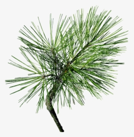 Machine Embroidery, Machine Embroidery Designs, In - Transparent Pine Needles, HD Png Download, Transparent PNG