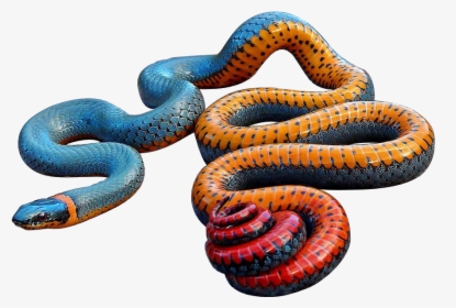Colorful Snake Png, Transparent Png, Transparent PNG