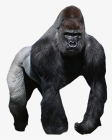 Mountain Gorilla Clipart Jpg Royalty Free Library Western - Silverback Gorilla White Background, HD Png Download, Transparent PNG