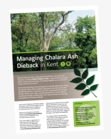 Chalara Ash Dieback - Tree, HD Png Download, Transparent PNG