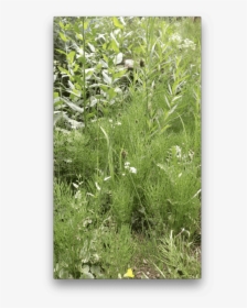 Grasses - Sweet Grass, HD Png Download, Transparent PNG