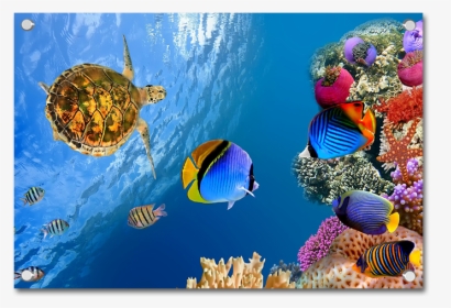 Landscape Underwater 4k, HD Png Download, Transparent PNG