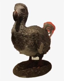 The Dodo Bird  this Guy Is Extinct Because Of Us Humans - Dodo, HD Png Download, Transparent PNG
