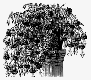 Plant,art,blackandwhite - Illustration, HD Png Download, Transparent PNG