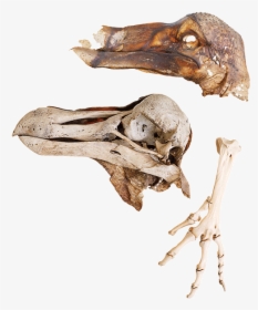 Oxford Dodo - Skull, HD Png Download, Transparent PNG