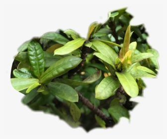 #green #plants #texture #freetoedit - Sageretia Theezans, HD Png Download, Transparent PNG