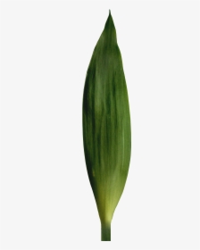 Bamboo Leaf - Vase, HD Png Download, Transparent PNG
