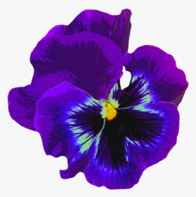 Pansy, Blue, Spring, Blossom, Bloom, Flower, Violaceae - Violet Flower No Background, HD Png Download, Transparent PNG