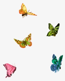 Little Butterflies Png Clipart , Png Download - Little Butterfly Png, Transparent Png, Transparent PNG