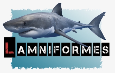 Lamniformes Avatar - Great White Shark, HD Png Download, Transparent PNG
