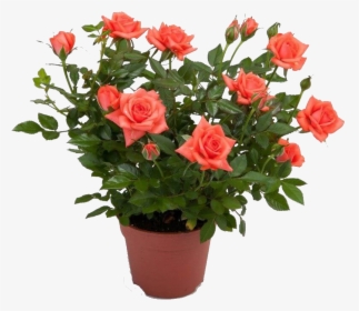 Pinterest Garden, Indoor Plants, Planting Flowers, - Roses In Pot Png, Transparent Png, Transparent PNG