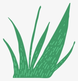 This Is A Sticker Of Grass - Agave Azul, HD Png Download, Transparent PNG