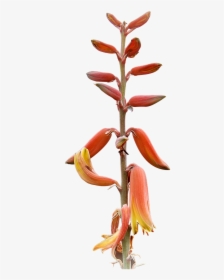 Plant Png High Resolution Free Photo - Heliconia, Transparent Png, Transparent PNG