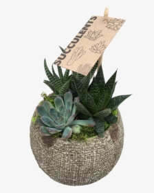 Small Succulent - Agave, HD Png Download, Transparent PNG