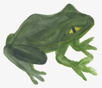 Frog - Barking Tree Frog, HD Png Download, Transparent PNG