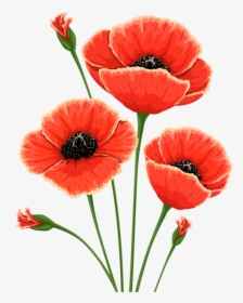 Poppies Watercolor, Png V - Remembrance Poppy Flower, Transparent Png, Transparent PNG
