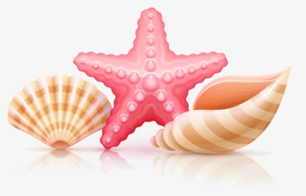 Seashell Starfish And Seashells Transparent Clipart - Illustration, HD Png Download, Transparent PNG