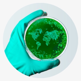 Petri World - Corono Virus Petri Dish, HD Png Download, Transparent PNG