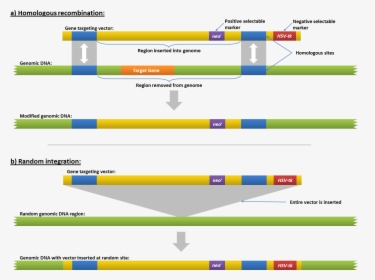 File - Genetargeting - Ricombinazione Omologa Gene Targeting, HD Png Download, Transparent PNG