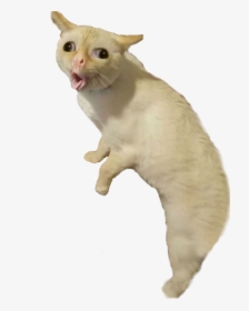 #bad #taxidermy #coughing #cat #full #freetoedit, HD Png Download, Transparent PNG