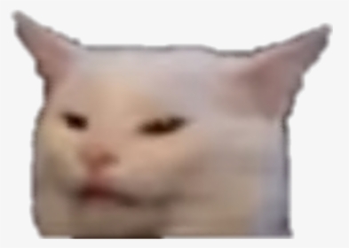 Disgusted Cat, HD Png Download, Transparent PNG