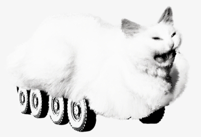 Whiskers White Black And White Whiskers - Cat Yawns, HD Png Download, Transparent PNG