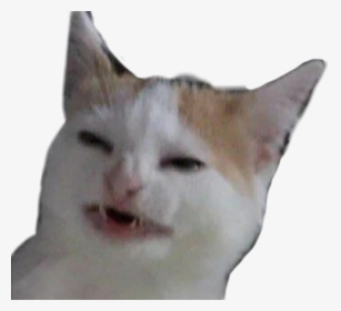 #cat #reaction #reactioncat #catreaction #meme #confused - Tag A Friend If They Don T Respond They Owe You A Cat, HD Png Download, Transparent PNG
