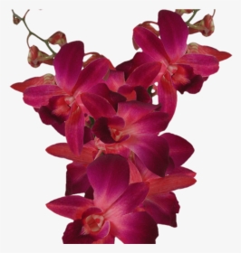 Purple Orchid Flowers For Sale Online - Dendrobium Red, HD Png Download, Transparent PNG