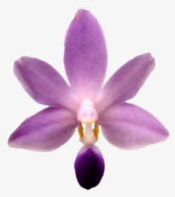Purple Orchid Png, Transparent Png, Transparent PNG