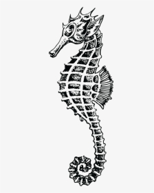 Free Clipart Of A Seahorse - Seahorse Drawing Png, Transparent Png, Transparent PNG