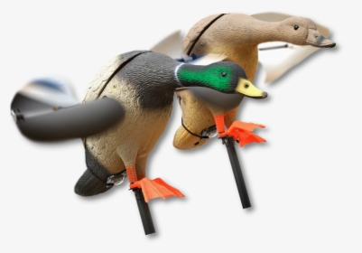 Image Of The Lucky Duck Mallard - Lokkeand Med Vinger, HD Png Download, Transparent PNG