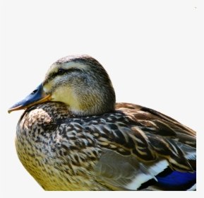 Duck Mallard Water Bird Free Photo - Duck, HD Png Download, Transparent PNG
