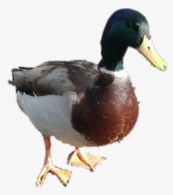 #mallard #duck - Mallard Duck Png, Transparent Png, Transparent PNG