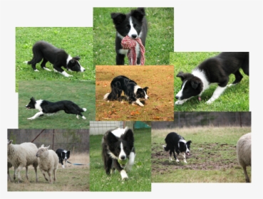 Picture - Border Collie, HD Png Download, Transparent PNG