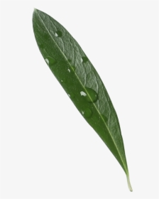 Greek Olive Oil Leaf - Japanese Camellia, HD Png Download, Transparent PNG