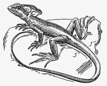 Drawing Diagram Garden Lizard, HD Png Download, Transparent PNG